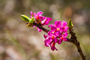 flowers of February daphne, Daphne mezereum in blooming