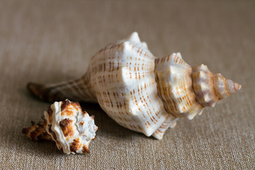 two seashells on beige textile background