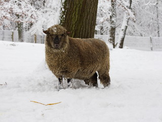 Schaf mit dichtem Winterfell