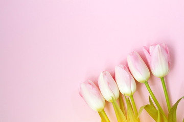 Pink tulips on the pink background. Flat lay, top view. Valentines background
