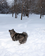 Fluffy shaggy dog standing sideways in a winter forest in the snow with an open mouth