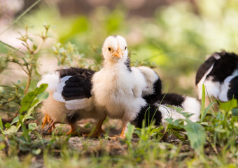 Small baby chicken in the yard