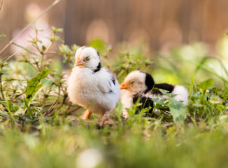 Small baby chicken in the yard
