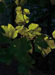 branch of grapes in the garden at sunset