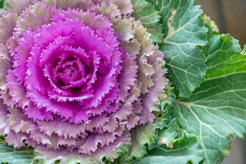 Ornamental cabbage of two colors in the exhibition