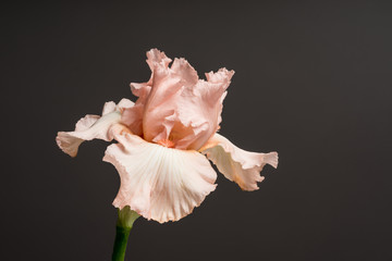 Passion For Pink bloom. Beautiful spring flower open petal. White with purple edges iris blossom blooming.