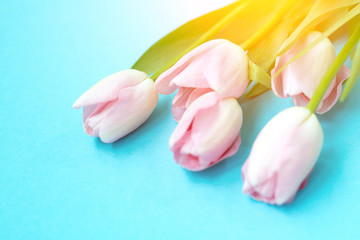 Fototapeta premium Pink tulips on the blue background. Flat lay, top view. Valentines background