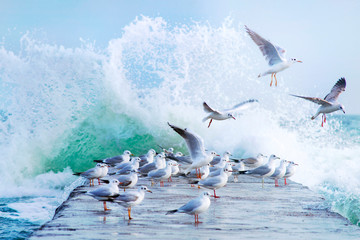 Many white gulls on the pier in a storm