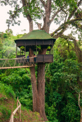 Rain forest tree house