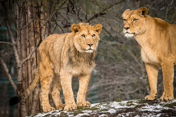 Lion posing for portrait