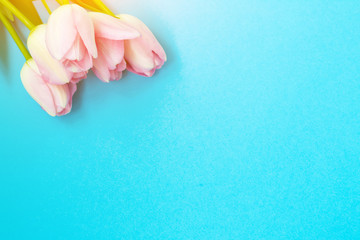 Pink tulips on the blue background. Flat lay, top view. Valentines background