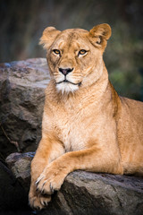 Plakat Lion posing for portrait