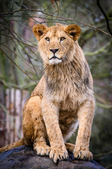 Lion posing for portrait