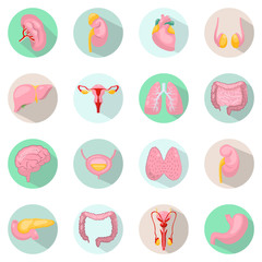 Modern icons vector set with long shadow effect in stylish colors of human organs. Circle vector icons of human organs