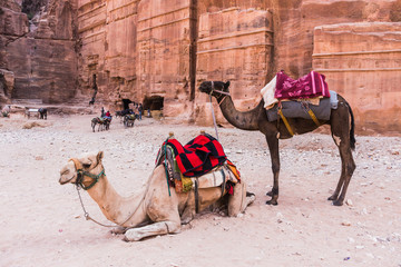 Camels in Petra, Jordan
