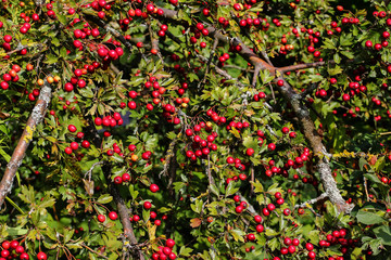 Obraz premium Rote Früchte des Weißdorns, Crataegus monogyna