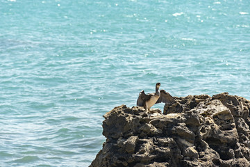 Italia Toscana Livorno Castiglioncello mare mosso uccello