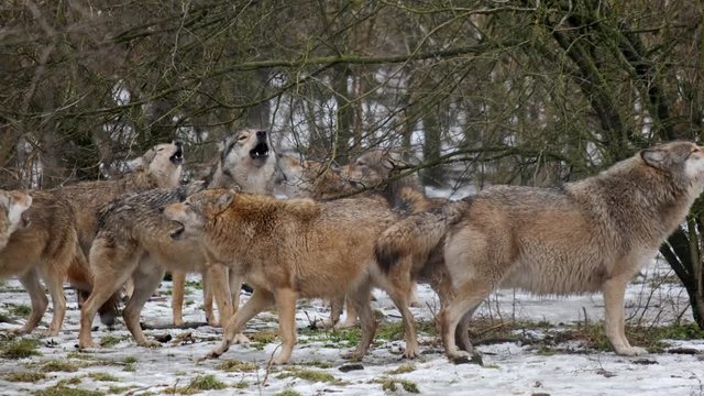 Creepy Pack of grey wolves howling in the snowy forest in winter. With Audio.