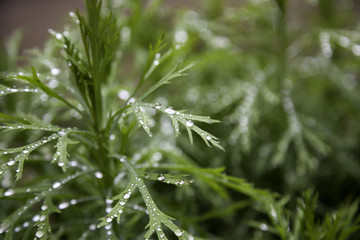 Drops of rain on plants
