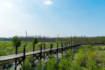 Fototapeta na wymiar Wooden walkway or bridge among mangrove forest at Chonburi, Thailand