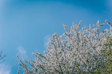 spring flowering tree