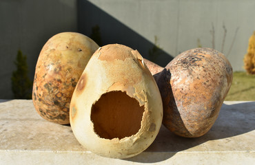 Dried gourds of different sizes
