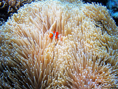 Clownfisch at great barrier reef