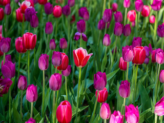 Field of red tulip flowers. DOF.