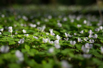 Common wood sorrel blossom and leaves are edible - Oxalis acetosella