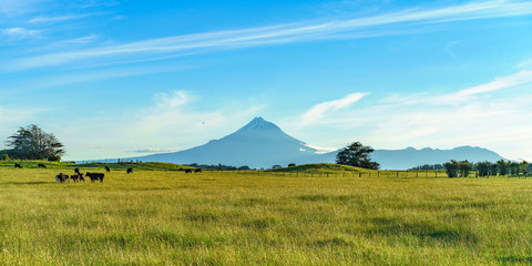 Fototapeta na wymiar cows in the grass infront of cone volcano mt taranaki, new zealand 1
