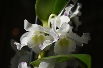 Fototapeta na wymiar orchidée