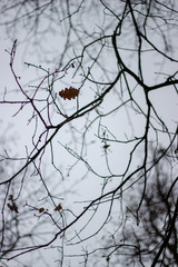 leaf and branches