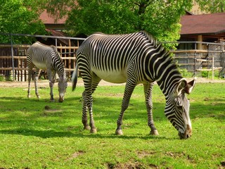 zebra in the park