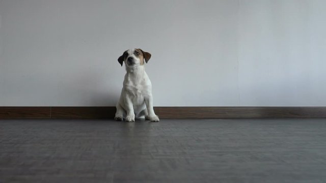 Dog sitting at home