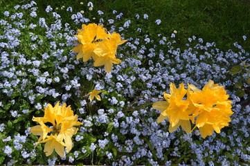 blue and yellow flowers