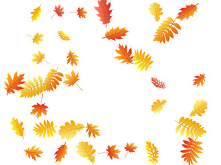Oak, maple, wild ash rowan leaves vector, autumn foliage on white background.