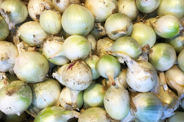 Onion bulbs. Raw vegetable texture
