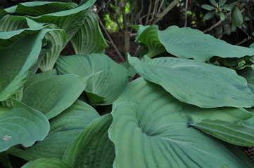 all green