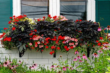 Purple sweet potoato vine along with petunias and verbena growing in a olorful window box.
