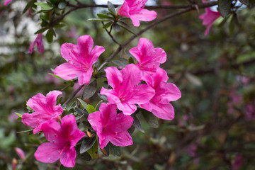 A branch of pink azaleas. Blooming flowers.