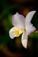 Purple mottled and spotted orchid stem. Lilac flower bloom branch. Orchidaceae blooming blossom focus stack on isolated white background