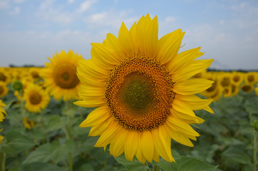 Sunflower is blooming in the field. It is a valuable oilseed crop.