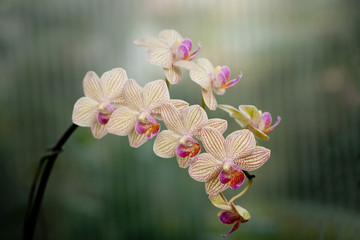 Purple mottled and spotted orchid stem. Lilac flower bloom branch. Orchidaceae blooming blossom...