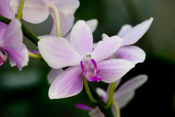 Purple mottled and spotted orchid stem. Lilac flower bloom branch. Orchidaceae blooming blossom...