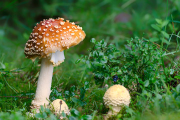 Amanita growing in the forest.