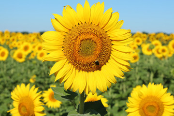 Obraz premium Bumblebee on sunflofer in the field
