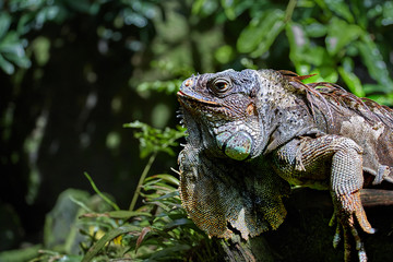 Green Iguana basking in the sun, close-up portrait