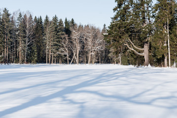 Snowy glade in a forest with trees in glades