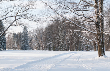 Glade with forest illuminated by the winter sun