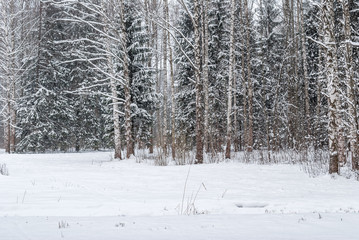 Snow on the trees in the park after the last snowfall.